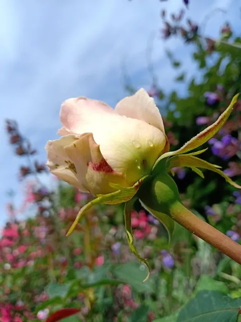 Jeté rose saumon en coton Minicoy teint