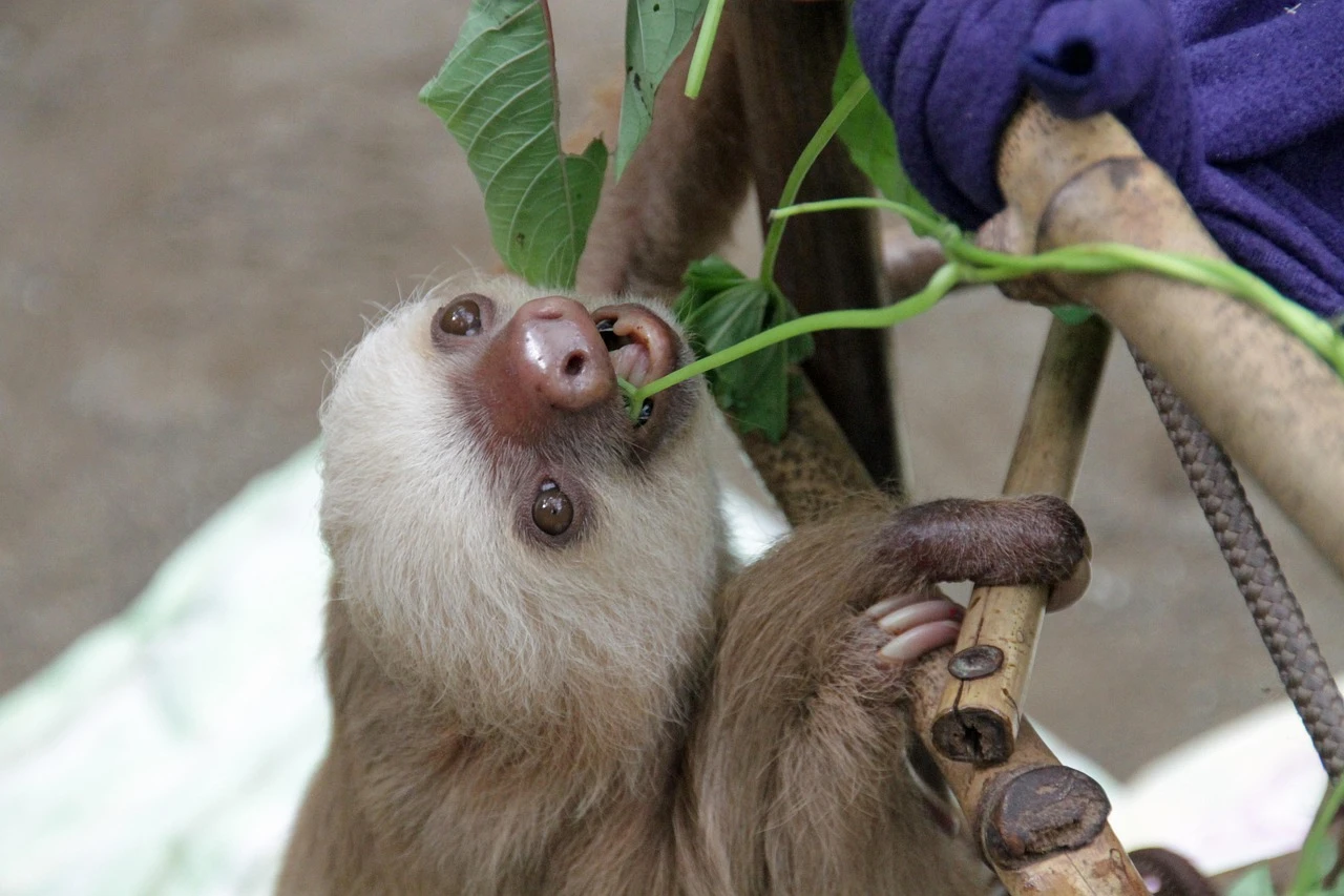Inner Sloth Energy Conservation Tee