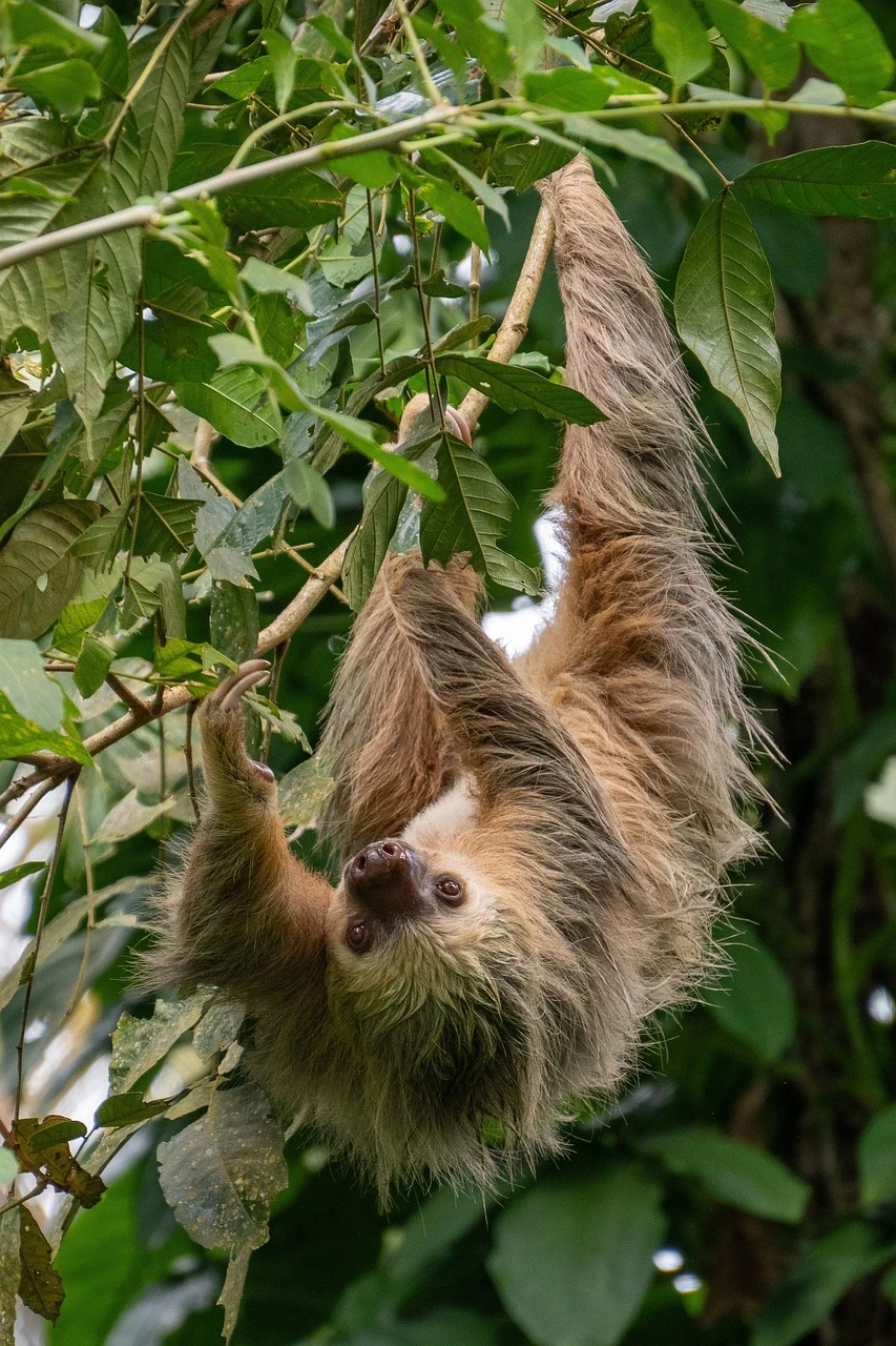 Inner Sloth Energy Conservation Tee