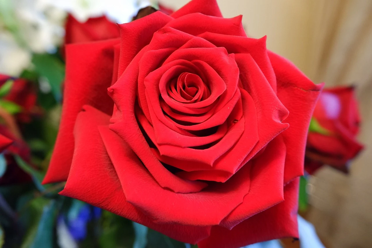Blushing Love: A Bouquet of Pink and Red Roses by Le Boulanger - Wood Print