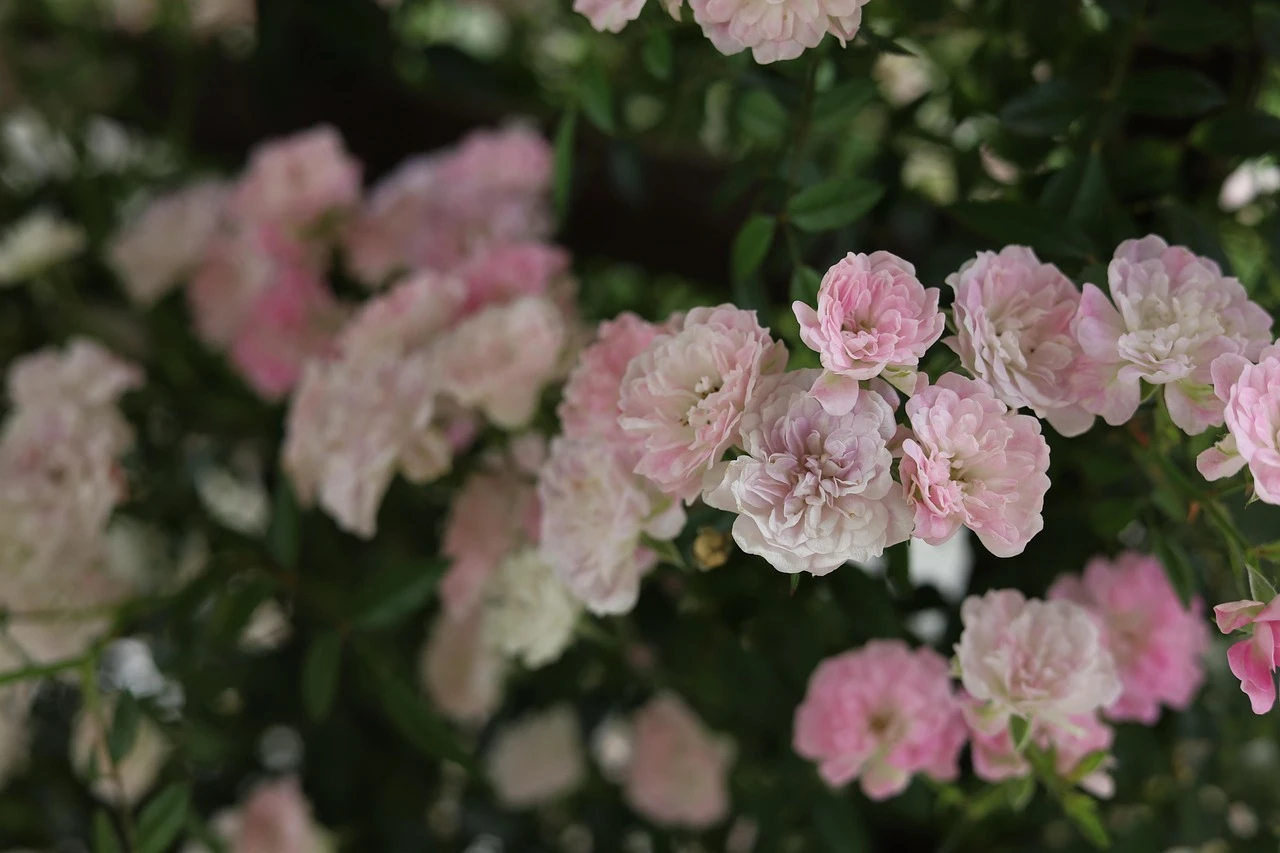 Blushing Love: A Bouquet of Pink and Red Roses by Le Boulanger - Wood Print
