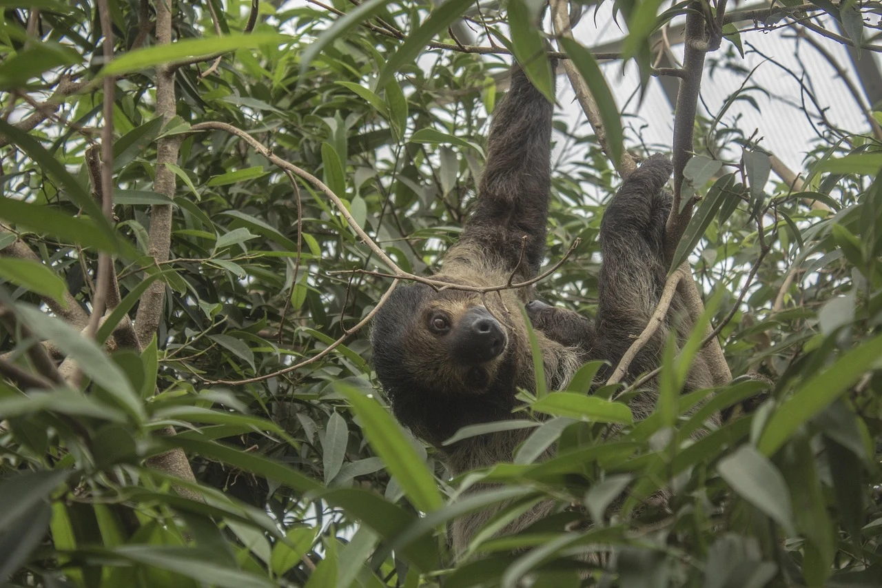 Inner Sloth Energy Conservation Tee