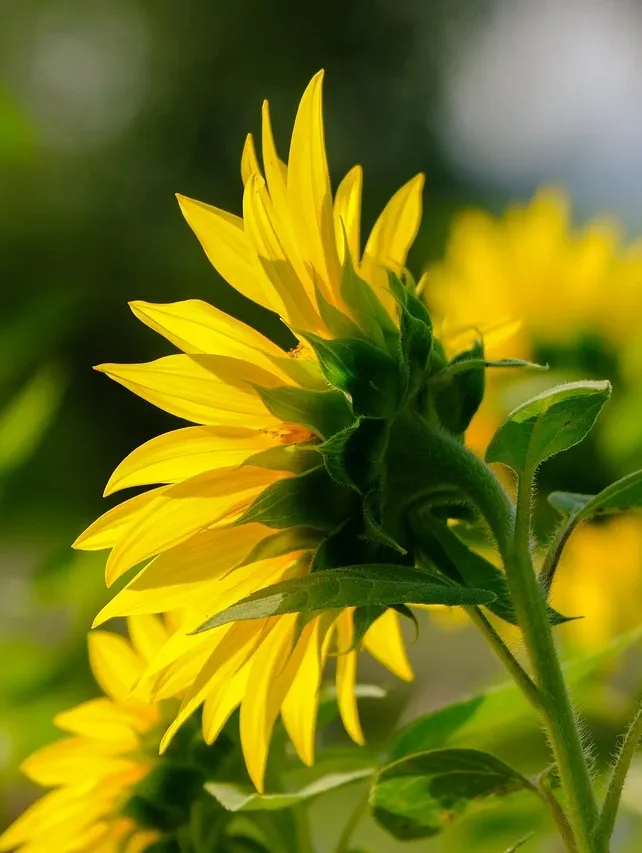 Yellow Tansy by Le Boulanger