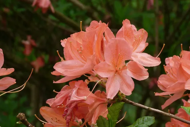 Jeté rose saumon en coton Minicoy teint