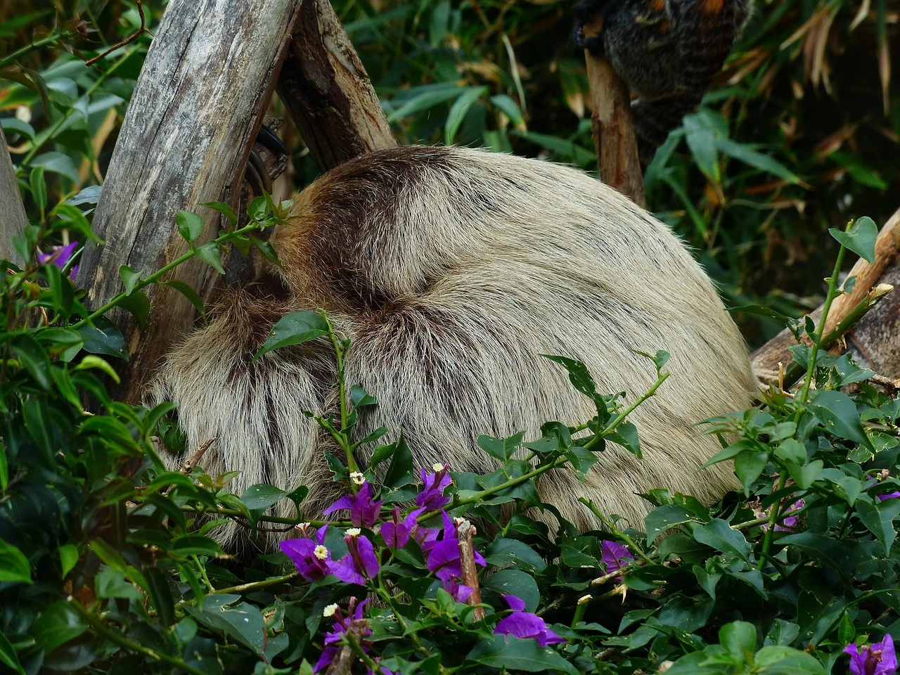 Inner Sloth Energy Conservation Tee