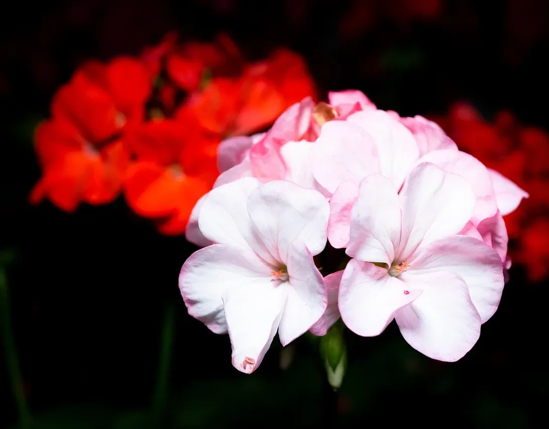 Pink Dahlia Reverie by Le Boulanger