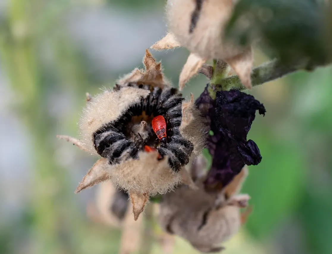 The Hollyhock Waltz by Le Boulanger
