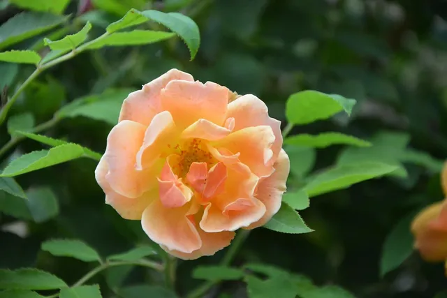 Jeté rose saumon en coton Minicoy teint