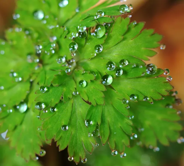 Charger l'image dans la galerie, Collier de perles de cristal vert en verre