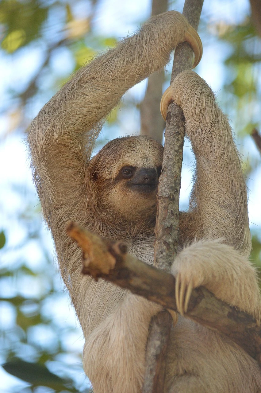 Inner Sloth Energy Conservation Tee