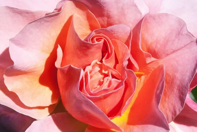 Jeté rose saumon en coton Minicoy teint