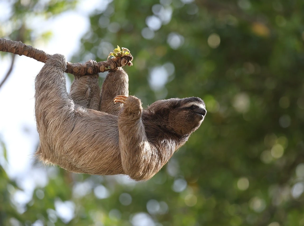 Inner Sloth Energy Conservation Tee