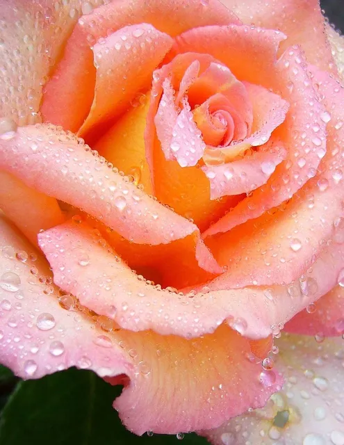 Jeté rose saumon en coton Minicoy teint