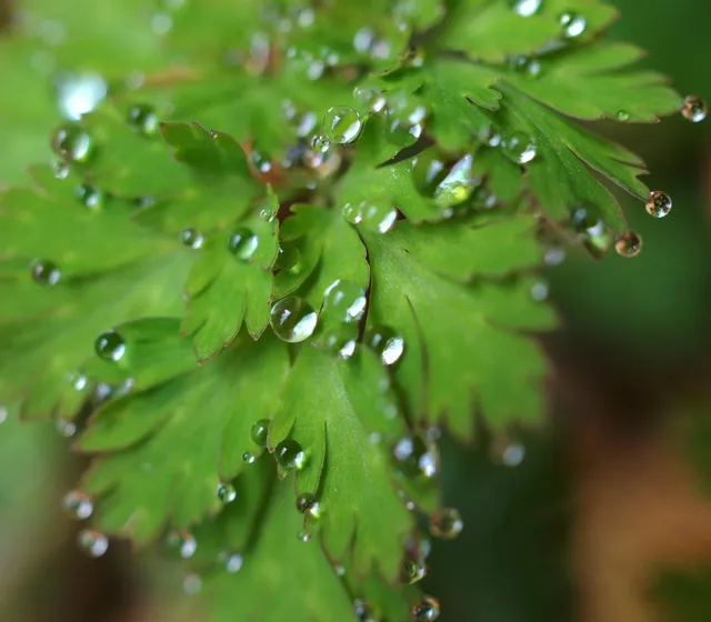 Collier de perles de cristal vert en verre