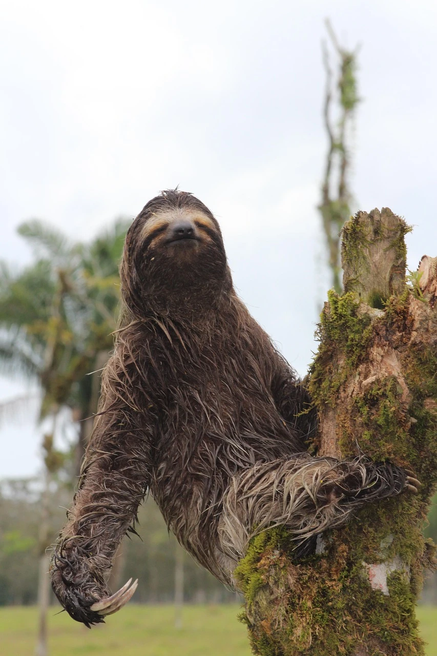 Inner Sloth Energy Conservation Tee