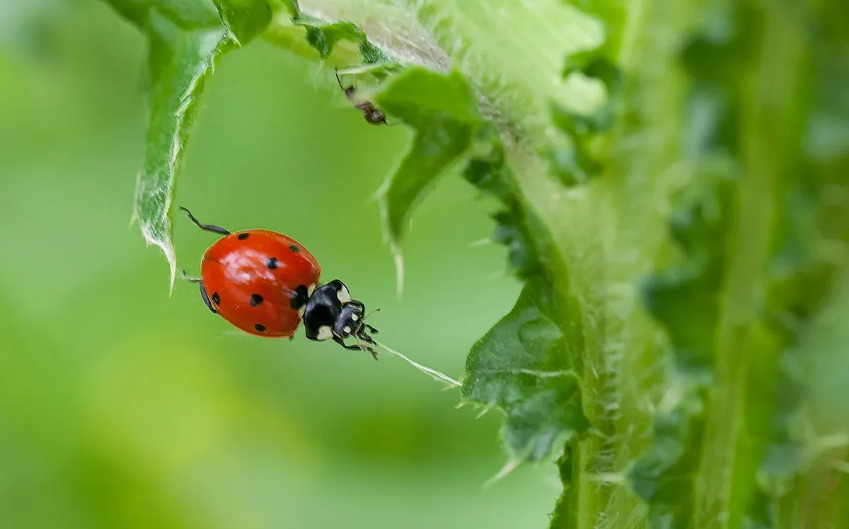 Minimalist Ladybug Artwork: Le Boulanger